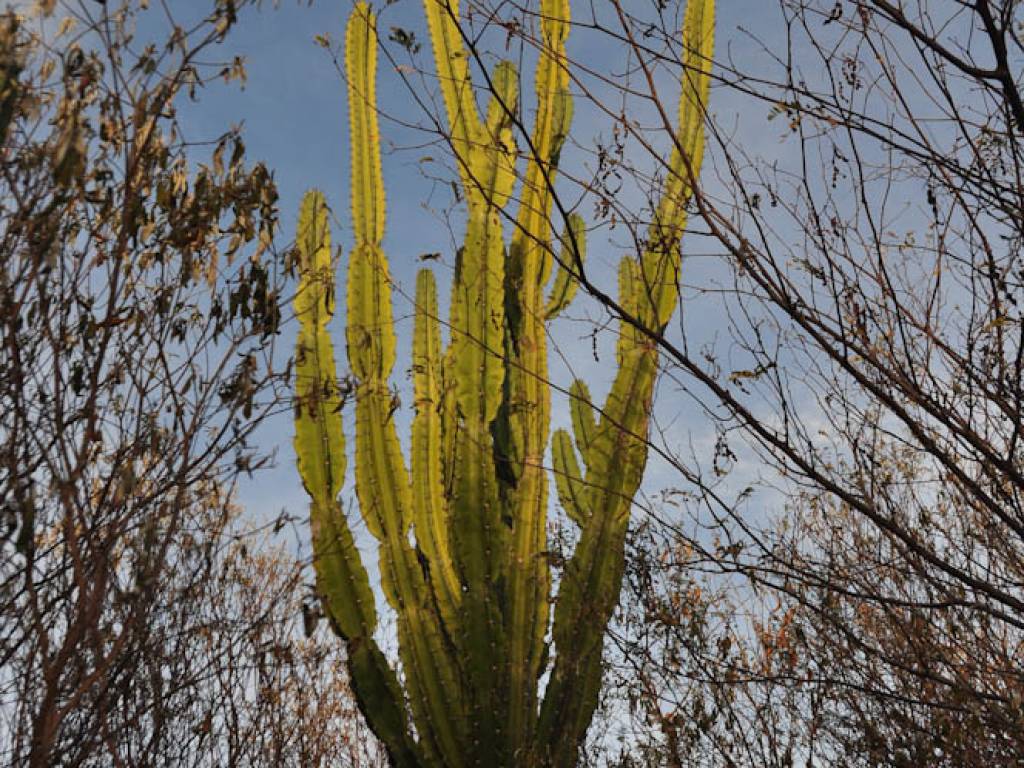 Mandacaru Flor Cacto Nordeste Maranhão Piauí Ceará Rio Grande do