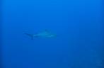 Caribbean Reef Shark em Twilight Zone, na costa de Saba - Caribe Caribbean Reef Shark em Twilight Zone, na costa de Saba - Caribe