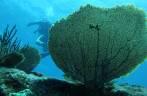 Final de mergulho em Tent Reef Wall, na costa de Saba - Caribe Final de mergulho em Tent Reef Wall, na costa de Saba - Caribe