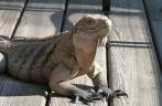 Iguanas são protegidas em Little Cayman, nas Ilhas Caiman Iguanas são protegidas em Little Cayman, nas Ilhas Caiman
