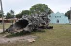 O enorme tronco na praça central de Itaúnas - ES O enorme tronco na praça central de Itaúnas - ES