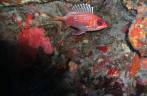 Peixe se esconde em uma toca na costa de Saba - Caribe Peixe se esconde em uma toca na costa de Saba - Caribe
