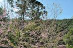 Pessegueira e araucárias no Vale do Alcantilado em Mauá - RJ Pessegueira e araucárias no Vale do Alcantilado em Mauá - RJ