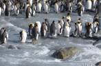 Pinguins rei ao lado de um rio com corredeiras em St Andrews Bay, na Geórgia do Sul Pinguins rei ao lado de um rio com corredeiras em St Andrews Bay, na Geórgia do Sul