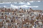 St Andrews Bay, na Geórgia do Sul, a maior colônia de pinguins rei do mundo St Andrews Bay, na Geórgia do Sul, a maior colônia de pinguins rei do mundo