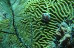 Árvore de Natal sobre Coral-cérebro, durante mergulho em Tent Reef Wall, na costa de Saba - Caribe Árvore de Natal sobre Coral-cérebro, durante mergulho em Tent Reef Wall, na costa de Saba - Caribe