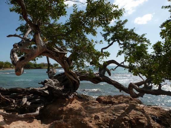 A linda e respeitosa árvore nas pedras de praia em Treasure Beach, no litoral sul da Jamaica A linda e respeitosa árvore nas pedras de praia em Treasure Beach, no litoral sul da Jamaica