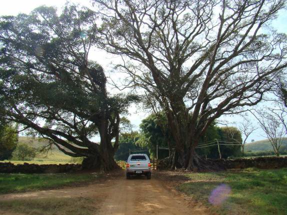 As belas árvores que guardam a entrada da fazenda Serra das Bicas em Carrancas - MG As belas árvores que guardam a entrada da fazenda Serra das Bicas em Carrancas - MG
