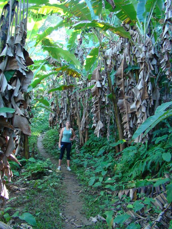 Atravessando um bananal na Trilha da Cassandoca em Ubatuba - SP Atravessando um bananal na Trilha da Cassandoca em Ubatuba - SP