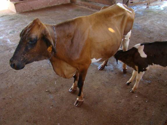 Bezerro mamando na fazenda em Ribeirão Preto - SP Bezerro mamando na fazenda em Ribeirão Preto - SP