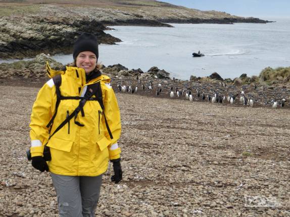 Caminhando entre pinguins gentoo, em Steeple Jason, no noroeste das Ilhas Malvinas Caminhando entre pinguins gentoo, em Steeple Jason, no noroeste das Ilhas Malvinas