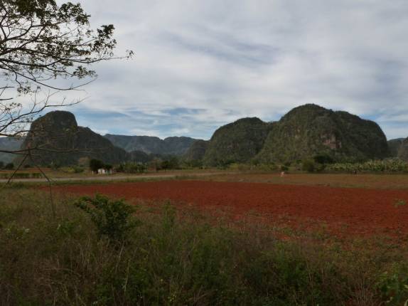 Campo cultivado em Viñales, no oeste de Cuba Campo cultivado em Viñales, no oeste de Cuba
