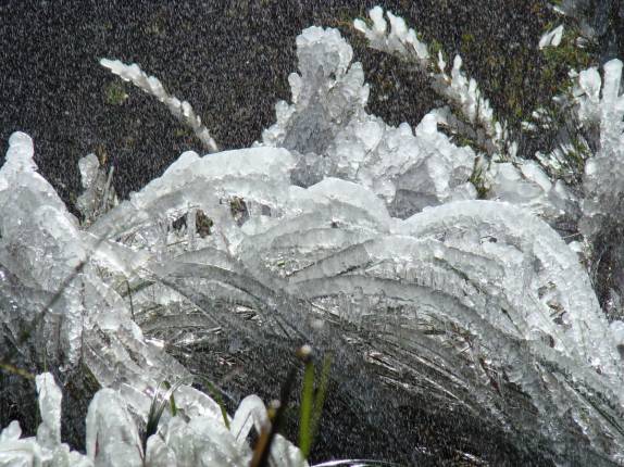 Capim congelado na parte alta do Parque Nacional de Chirripó, na Costa Rica Capim congelado na parte alta do Parque Nacional de Chirripó, na Costa Rica