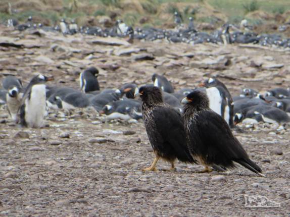 Caracaras vigiam um grupo de pinguins gentoo em busca de alguma oportunidade, em Steeple Jason, no noroeste das Ilhas Malvinas Caracaras vigiam um grupo de pinguins gentoo em busca de alguma oportunidade, em Steeple Jason, no noroeste das Ilhas Malvinas