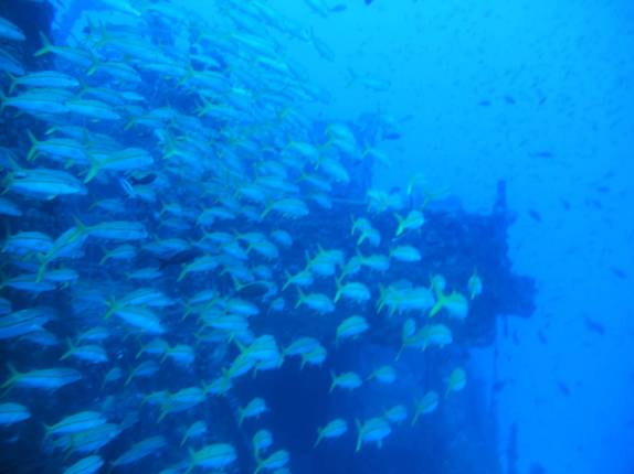Cardume de peixes na Corveta, em Fernando de Noronha - PE Cardume de peixes na Corveta, em Fernando de Noronha - PE