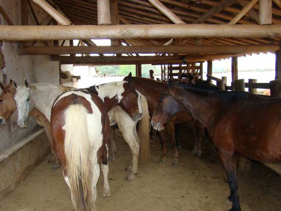 Cavalos da Fazenda serra das Bicas em Carrancas - MG Cavalos da Fazenda serra das Bicas em Carrancas - MG