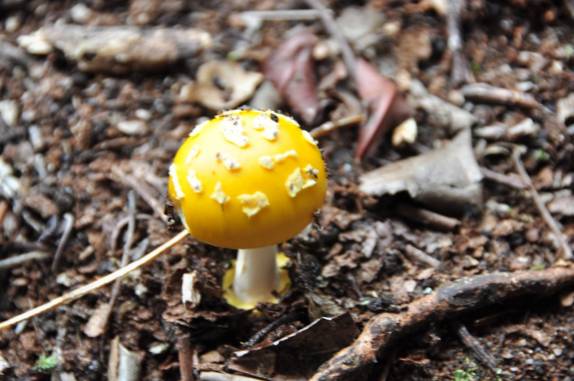 Cogumelo amarelo na entrada do Lapão, em Lençóis, na Chapada Diamantina - BA Cogumelo amarelo na entrada do Lapão, em Lençóis, na Chapada Diamantina - BA