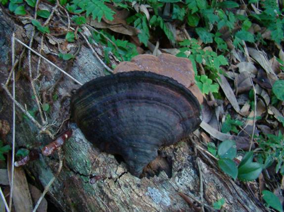 Cogumelo em árvore caÃda na Juréia - SP Cogumelo em árvore caÃda na Juréia - SP