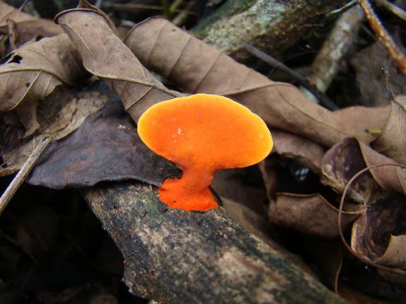 Cogumelo em árvore caÃda na Juréia - SP Cogumelo em árvore caÃda na Juréia - SP