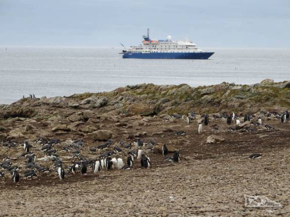 Com o Sea Spirit ao fundo, temos nosso primeiro contato com pinguins gentoo, em Steeple Jason, no noroeste das Ilhas Malvinas Com o Sea Spirit ao fundo, temos nosso primeiro contato com pinguins gentoo, em Steeple Jason, no noroeste das Ilhas Malvinas