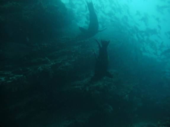 Dois leões marinhos curiosos com a nossa presença em Cousin Rock, na Isla Santiago - Galápagos Dois leões marinhos curiosos com a nossa presença em Cousin Rock, na Isla Santiago - Galápagos