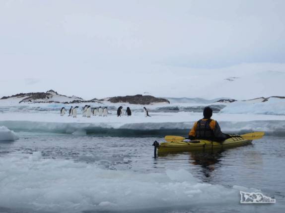 Encontro com pinguins adelie em Kinnes Cove, na Antártida Encontro com pinguins adelie em Kinnes Cove, na Antártida