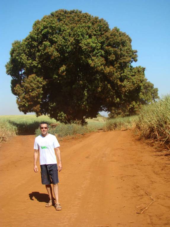 Estrada das mangueiras na fazenda em Ribeirão Preto - SP Estrada das mangueiras na fazenda em Ribeirão Preto - SP