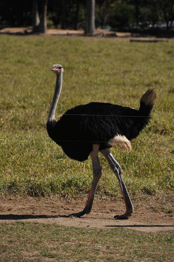 Fauna exótica na fazenda do Aroldo e Ana Elisa em Perdões - MG Fauna exótica na fazenda do Aroldo e Ana Elisa em Perdões - MG