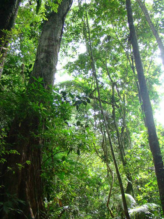 Figueira na Mata Atlântica, Juréia - SP Figueira na Mata Atlântica, Juréia - SP