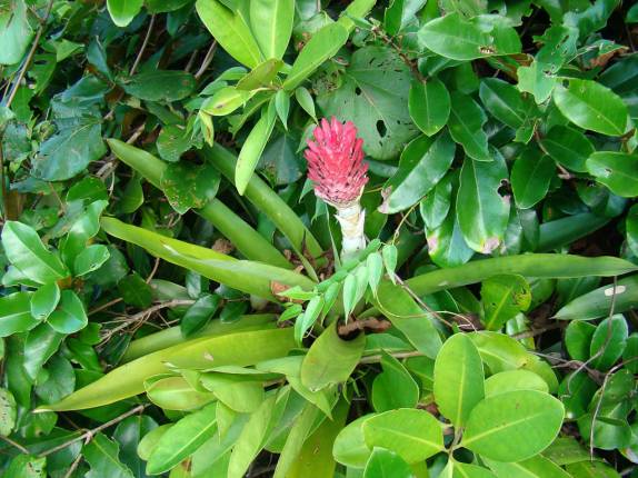 Flor na Juréia - SP Flor na Juréia - SP