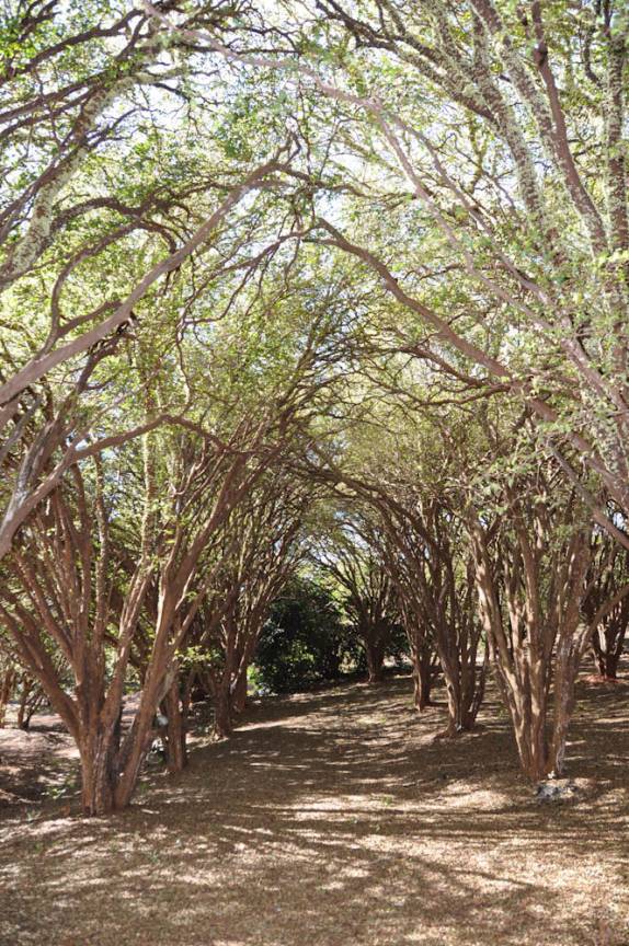 Florada das jaboticabeiras em Ribeirão Preto - SP Florada das jaboticabeiras em Ribeirão Preto - SP