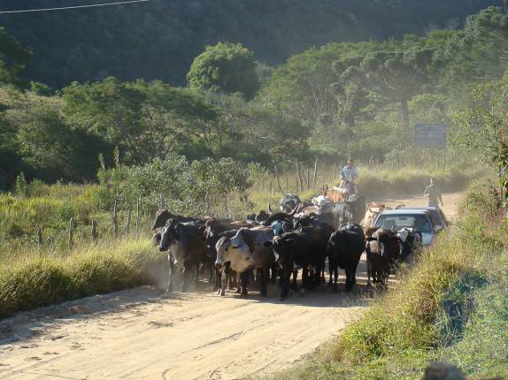 Gado no meio da estrada em São Thomé das Letras - MG Gado no meio da estrada em São Thomé das Letras - MG