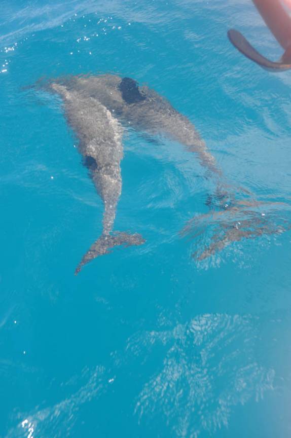 Golfinhos acompanham nosso barco em Fernando de Noronha - PE Golfinhos acompanham nosso barco em Fernando de Noronha - PE