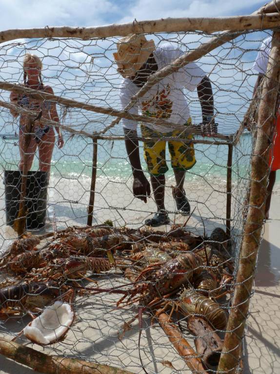 Lagostas capturadas em Negril, na Jamaica Lagostas capturadas em Negril, na Jamaica