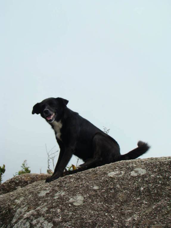 O Dog, nosso companheiro de caminhada, no alto do Pico do Papagaio, na Ilha Grande - RJ O Dog, nosso companheiro de caminhada, no alto do Pico do Papagaio, na Ilha Grande - RJ
