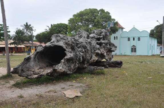 O enorme tronco na praça central de Itaúnas - ES O enorme tronco na praça central de Itaúnas - ES
