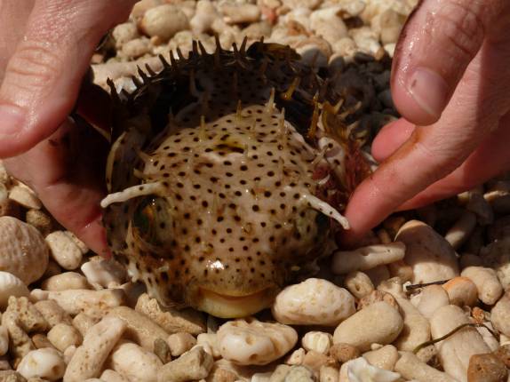 Operação para salvar um baiacu, em Trinidad - Cuba Operação para salvar um baiacu, em Trinidad - Cuba
