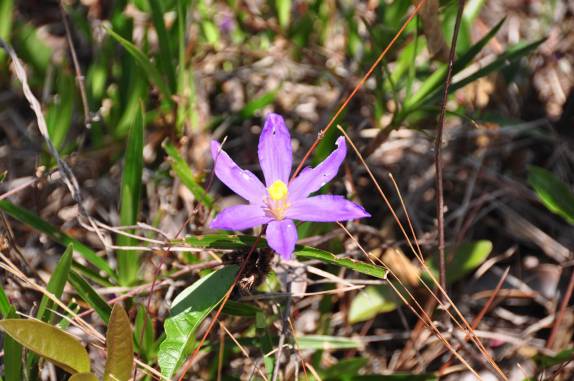OrquÃdea na trilha para o Lapão, em Lençóis, na Chapada Diamantina - BA OrquÃdea na trilha para o Lapão, em Lençóis, na Chapada Diamantina - BA
