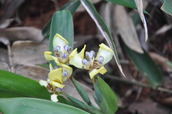 Orquídeas no P.N do Monte Pascoal, próximo à Itamaraju - BA Orquídeas no P.N do Monte Pascoal, próximo à Itamaraju - BA