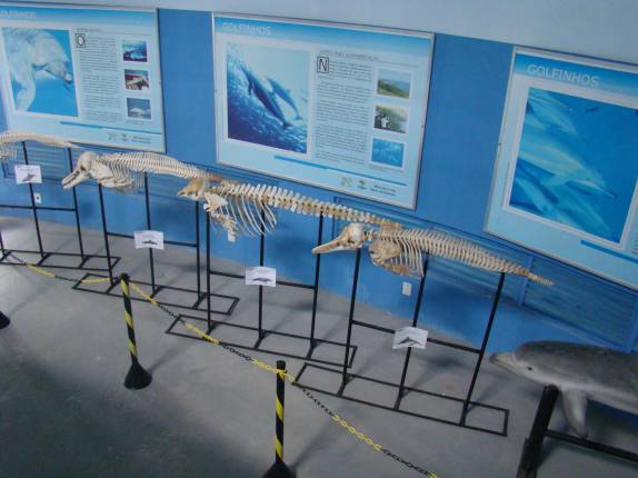 Ossadas de golfinhos no Projeto Peixe-Boi, na ilha de Itamaracá - PE Ossadas de golfinhos no Projeto Peixe-Boi, na ilha de Itamaracá - PE