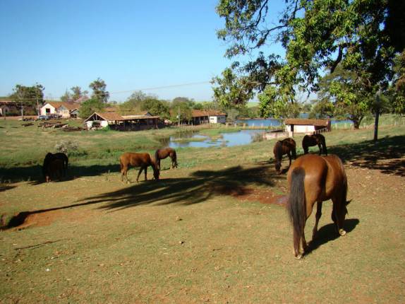 Pasto na fazenda em Ribeirão Preto - SP Pasto na fazenda em Ribeirão Preto - SP