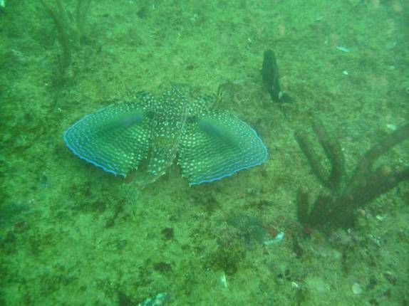 Peixe morcego na Ilha Escalvada, em Guarapari - ES Peixe morcego na Ilha Escalvada, em Guarapari - ES