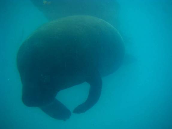 Peixe_Boi submerso em seu tanque, na ilha de Itamaracá - PE Peixe_Boi submerso em seu tanque, na ilha de Itamaracá - PE