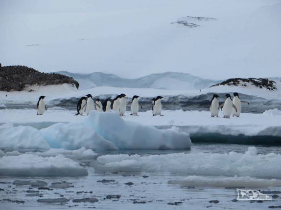 Pinguins adelie em bloco de gelo que flutua em Kinnes Cove, na Antártida Pinguins adelie em bloco de gelo que flutua em Kinnes Cove, na Antártida