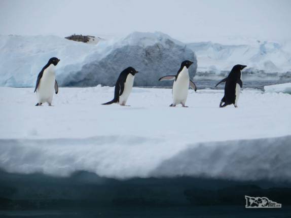 Pinguins adelie em bloco de gelo que flutua em Kinnes Cove, na Antártida Pinguins adelie em bloco de gelo que flutua em Kinnes Cove, na Antártida