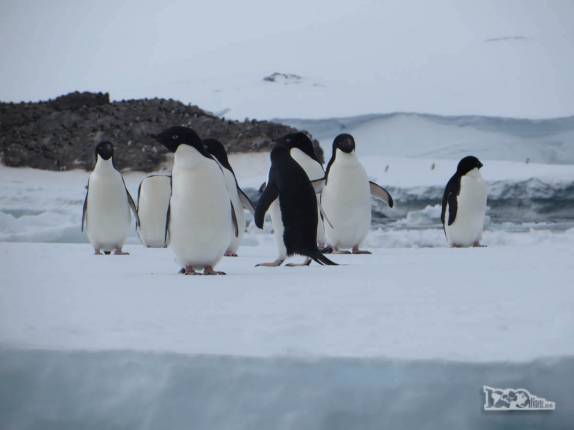 Pinguins adelie observam nossos caiaques em Kinnes Cove, na Antártida Pinguins adelie observam nossos caiaques em Kinnes Cove, na Antártida
