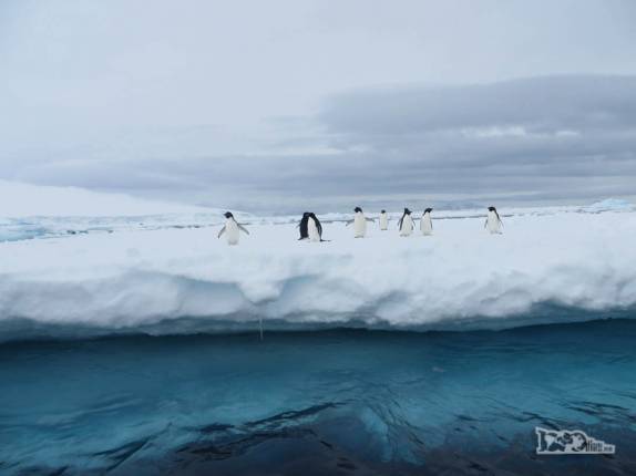 Pinguins adelie sobre iceberg em Kinnes Cove, na Antártida Pinguins adelie sobre iceberg em Kinnes Cove, na Antártida