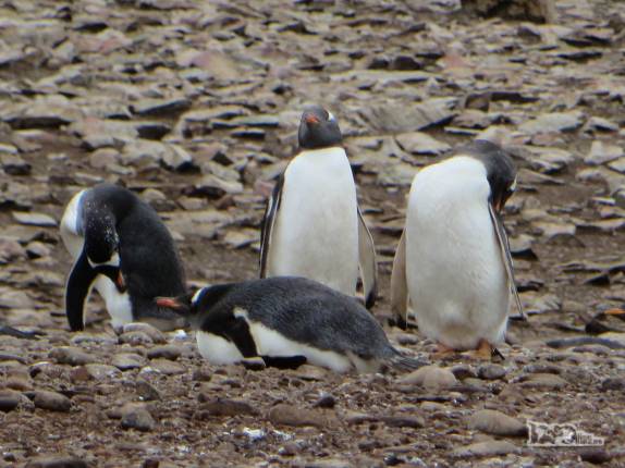 Pinguins gentoo, em Steeple Jason, no noroeste das Ilhas Malvinas Pinguins gentoo, em Steeple Jason, no noroeste das Ilhas Malvinas