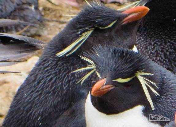 Pinguins rockhopper e suas características penas amarelas no rosto, em Steeple Jason, no noroeste das Ilhas Malvinas Pinguins rockhopper e suas características penas amarelas no rosto, em Steeple Jason, no noroeste das Ilhas Malvinas