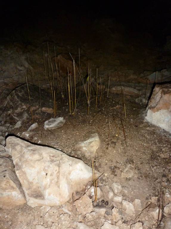 Plantas crescem sobre excremento de morcegos no interior da Caverna de Santo Tomás, na região de Viñales, no oeste de Cuba Plantas crescem sobre excremento de morcegos no interior da Caverna de Santo Tomás, na região de Viñales, no oeste de Cuba
